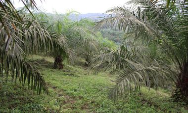 SE VENDE FINCA AGRÍCOLA DE 104 HAS.  MOMPICHE - MUISNE - ESMERALDAS - ECUADOR
