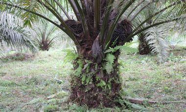 SE VENDE FINCA AGRÍCOLA DE 104 HAS.  MOMPICHE - MUISNE - ESMERALDAS - ECUADOR