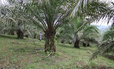 SE VENDE FINCA AGRÍCOLA DE 104 HAS.  MOMPICHE - MUISNE - ESMERALDAS - ECUADOR