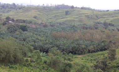 SE VENDE FINCA AGRÍCOLA DE 104 HAS.  MOMPICHE - MUISNE - ESMERALDAS - ECUADOR