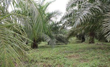 SE VENDE FINCA AGRÍCOLA DE 104 HAS.  MOMPICHE - MUISNE - ESMERALDAS - ECUADOR