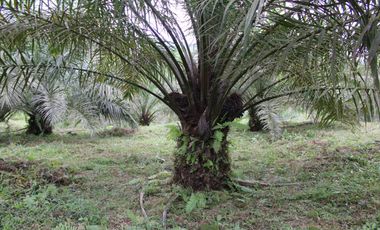 SE VENDE FINCA AGRÍCOLA DE 104 HAS.  MOMPICHE - MUISNE - ESMERALDAS - ECUADOR