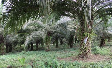 SE VENDE FINCA AGRÍCOLA DE 104 HAS.  MOMPICHE - MUISNE - ESMERALDAS - ECUADOR