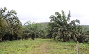 SE VENDE FINCA AGRÍCOLA DE 104 HAS.  MOMPICHE - MUISNE - ESMERALDAS - ECUADOR
