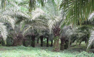 SE VENDE FINCA AGRÍCOLA DE 104 HAS.  MOMPICHE - MUISNE - ESMERALDAS - ECUADOR