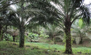 SE VENDE FINCA AGRÍCOLA DE 104 HAS.  MOMPICHE - MUISNE - ESMERALDAS - ECUADOR
