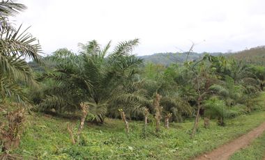 SE VENDE FINCA AGRÍCOLA DE 104 HAS.  MOMPICHE - MUISNE - ESMERALDAS - ECUADOR