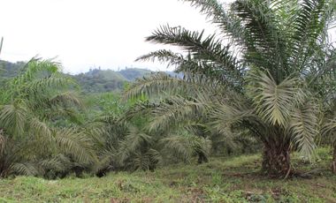 SE VENDE FINCA AGRÍCOLA DE 104 HAS.  MOMPICHE - MUISNE - ESMERALDAS - ECUADOR