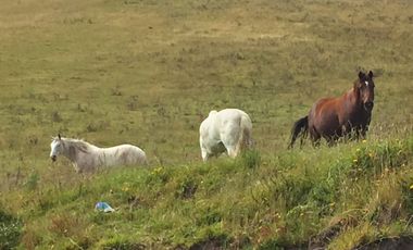 SE VENDE DE OPORTUNIDAD HERMOSA HACIENDA AGRICOLA 678 HAS. LATACUNGA – COTOPAXI – ECUADOR
