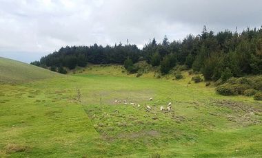 SE VENDE DE OPORTUNIDAD HERMOSA HACIENDA AGRICOLA 678 HAS. LATACUNGA – COTOPAXI – ECUADOR