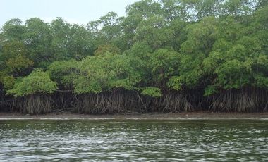 SE VENDE ISLA (BOSQUE PRIMARIO) 2.201 HECTÁREAS,  SAN LORENZO – ESMERALDAS - ECUADOR