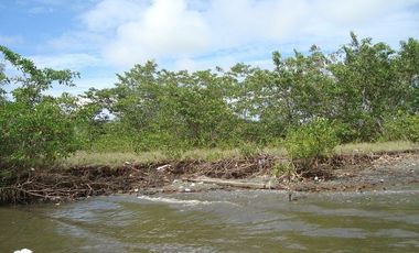 SE VENDE ISLA (BOSQUE PRIMARIO) 2.201 HECTÁREAS,  SAN LORENZO – ESMERALDAS - ECUADOR