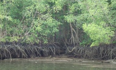 SE VENDE ISLA (BOSQUE PRIMARIO) 2.201 HECTÁREAS,  SAN LORENZO – ESMERALDAS - ECUADOR
