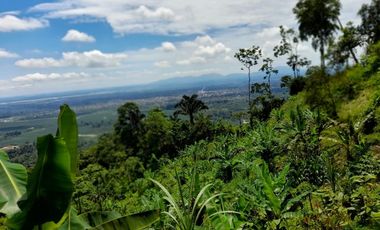 SE VENDE FINCA DE BOSQUE PRIMARIO 252,40 HECTAREAS  EL NARANJAL - GUAYAS - ECUADOR