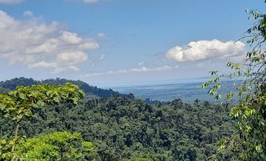 SE VENDE FINCA DE BOSQUE PRIMARIO 252,40 HECTAREAS  EL NARANJAL - GUAYAS - ECUADOR