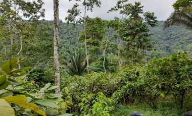 SE VENDE FINCA DE BOSQUE PRIMARIO 252,40 HECTAREAS  EL NARANJAL - GUAYAS - ECUADOR