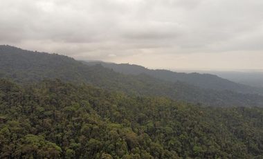 SE VENDE FINCA DE BOSQUE PRIMARIO 252,40 HECTAREAS  EL NARANJAL - GUAYAS - ECUADOR