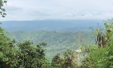 SE VENDE FINCA DE BOSQUE PRIMARIO 252,40 HECTAREAS  EL NARANJAL - GUAYAS - ECUADOR