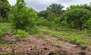 VENDO FINCA VEREDA LA FLOR SAN LUIS TOLIMA