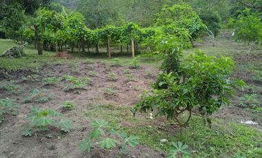 VENDO FINCA VEREDA LA FLOR SAN LUIS TOLIMA