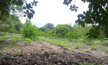 VENDO FINCA VEREDA LA FLOR SAN LUIS TOLIMA