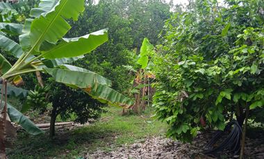 VENDO FINCA VEREDA LA FLOR SAN LUIS TOLIMA