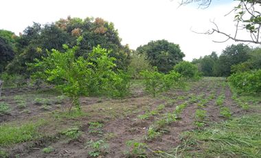 VENDO FINCA VEREDA LA FLOR SAN LUIS TOLIMA