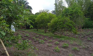 VENDO FINCA VEREDA LA FLOR SAN LUIS TOLIMA