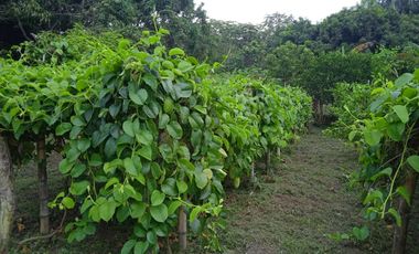 VENDO FINCA VEREDA LA FLOR SAN LUIS TOLIMA