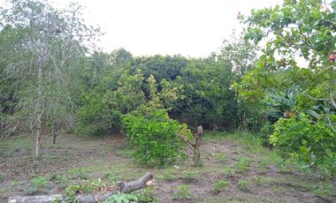 VENDO FINCA VEREDA LA FLOR SAN LUIS TOLIMA