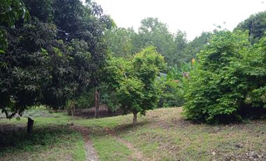 VENDO FINCA VEREDA LA FLOR SAN LUIS TOLIMA