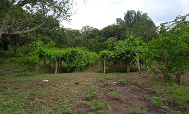 VENDO FINCA VEREDA LA FLOR SAN LUIS TOLIMA
