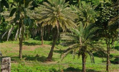 Alaminos Laguna Farm Lot for Sale