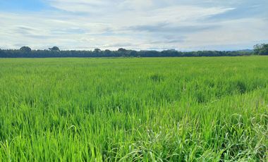 FINCA EN VENTA  SECTOR ARMERO GUAYABAL TOLIMA