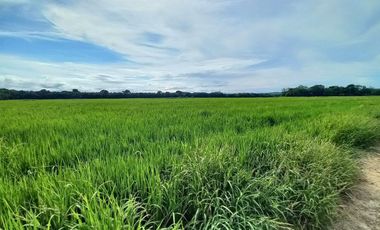 FINCA EN VENTA  SECTOR ARMERO GUAYABAL TOLIMA