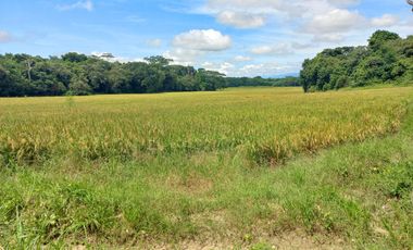 FINCA EN VENTA SECTOR ARMERO GUAYABAL TOLIMA
