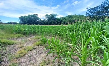 FINCA EN VENTA SECTOR ARMERO GUAYABAL TOLIMA