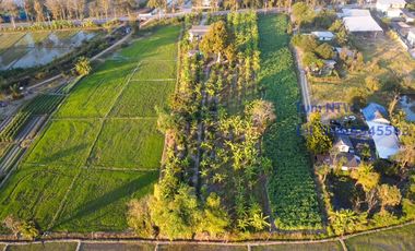 Land 4 rai in San Kamphaeng for Sale
