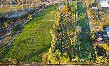 Land 4 rai in San Kamphaeng for Sale