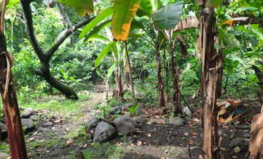 TANAH KEBON MURAH DEKAT PASAR WIRADESA PEKALONGAN