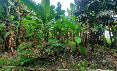 TANAH KEBON MURAH DEKAT PASAR WIRADESA PEKALONGAN