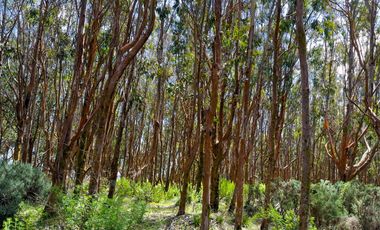 Lotes en Carelmapu Mar Brava con borde de mar - Maullín - Región de Los Lagos