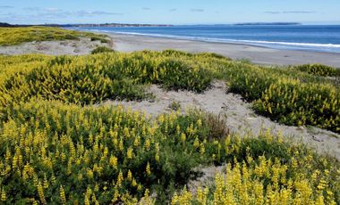 Lotes en Carelmapu Mar Brava con borde de mar - Maullín - Región de Los Lagos
