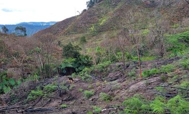 TE VENDO EXTENSA FINCA EN SANTO DOMINGO ANTIOQUIA.