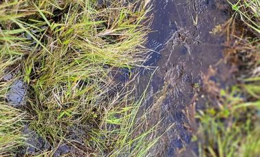 TE VENDO EXTENSA FINCA EN SANTO DOMINGO ANTIOQUIA.