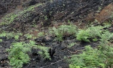 TE VENDO EXTENSA FINCA EN SANTO DOMINGO ANTIOQUIA.