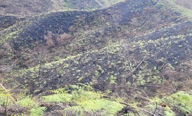 TE VENDO EXTENSA FINCA EN SANTO DOMINGO ANTIOQUIA.