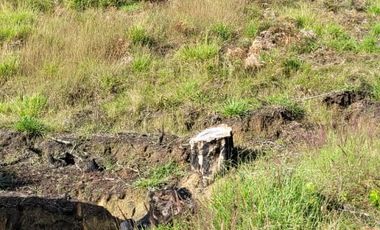 TE VENDO EXTENSA FINCA EN SANTO DOMINGO ANTIOQUIA.