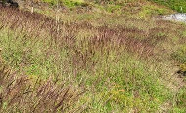 TE VENDO EXTENSA FINCA EN SANTO DOMINGO ANTIOQUIA.