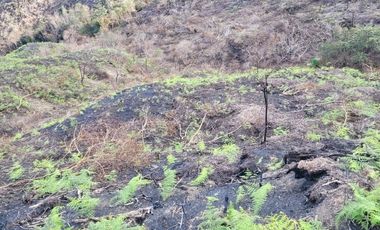 TE VENDO EXTENSA FINCA EN SANTO DOMINGO ANTIOQUIA.